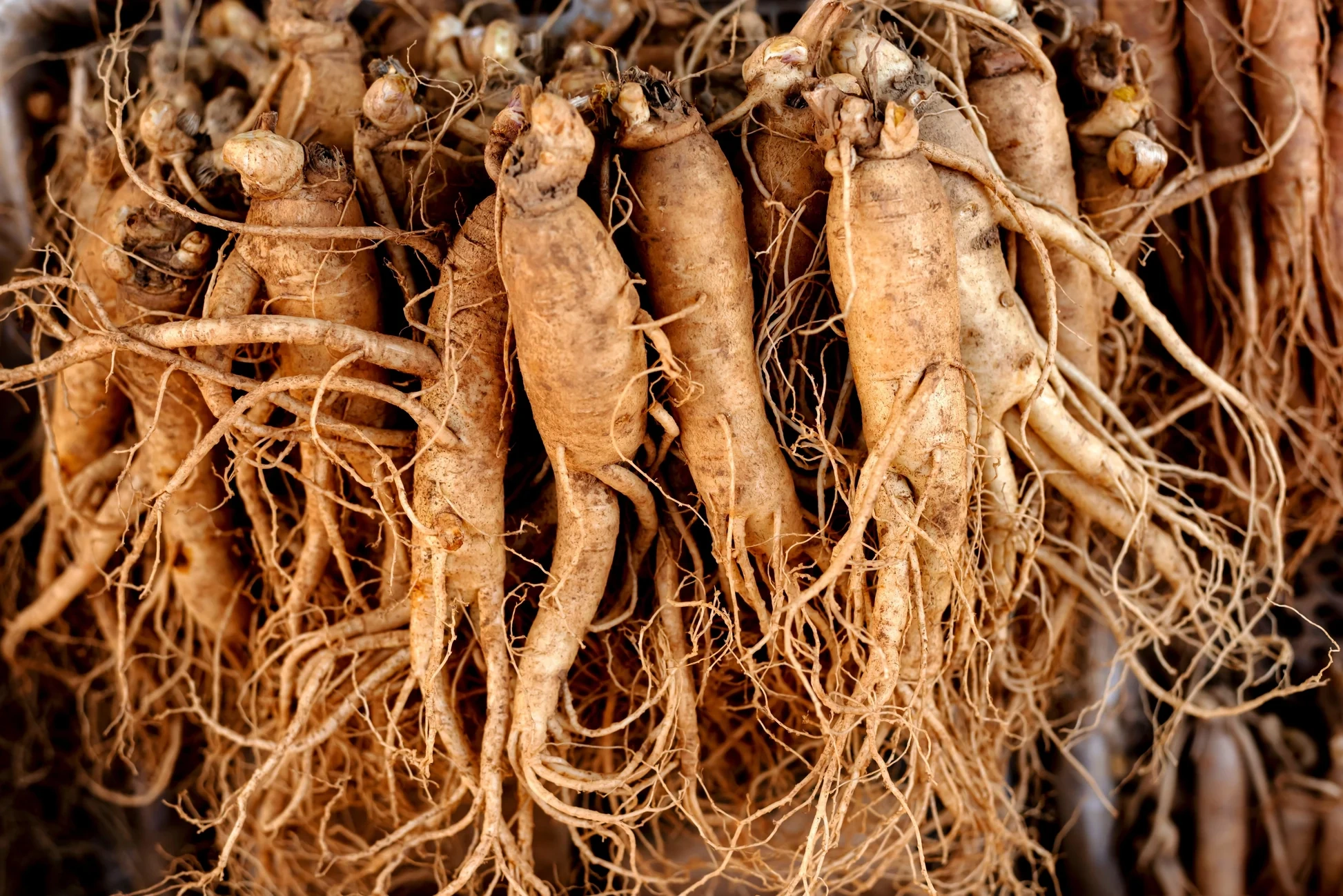 Peruvian Maca root extract — Andean superfood in BoostSteelX proven to increase sexual desire and erectile stamina